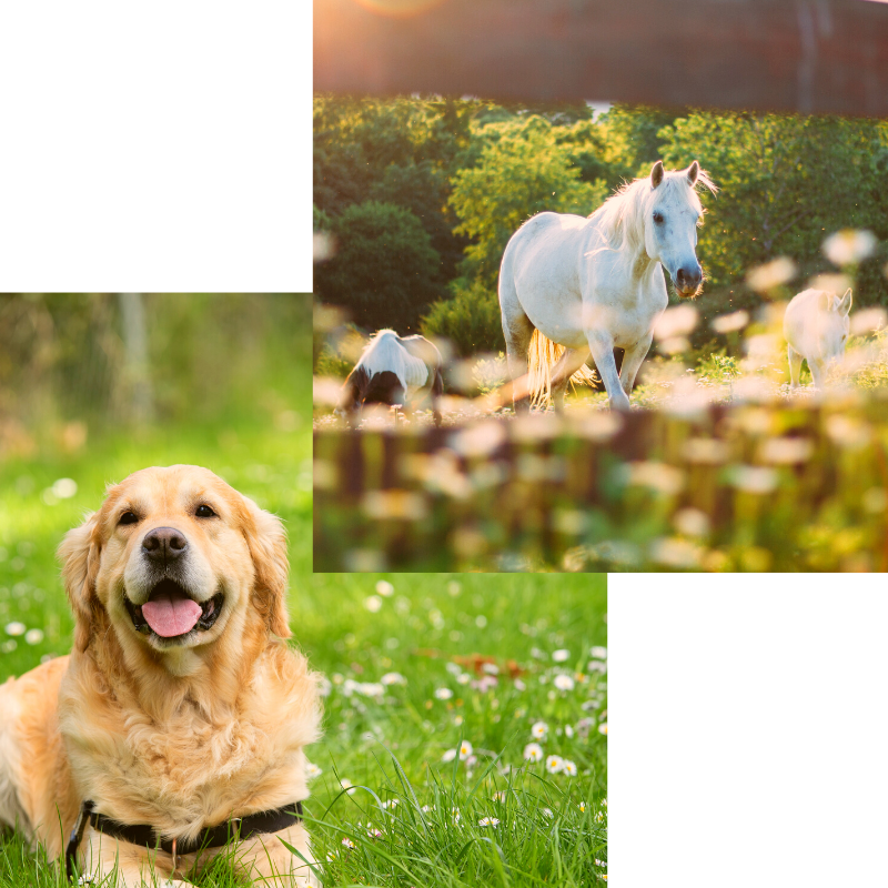 Tiere_Doppel