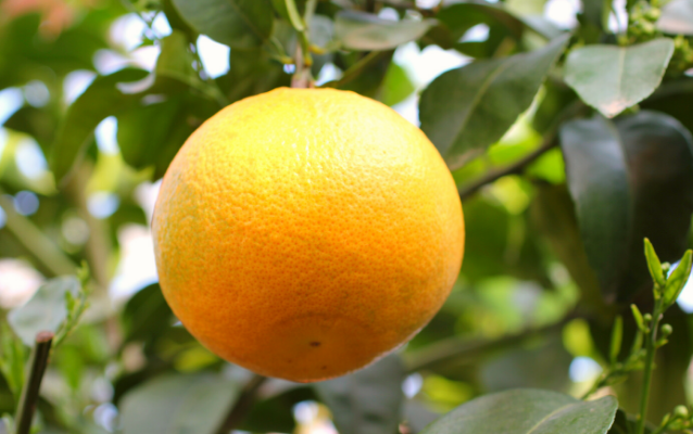 Grapefruit_Blog